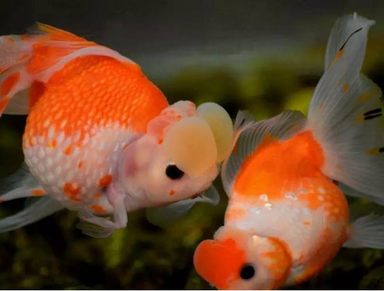 初次养鱼的时候，这些方法应该学会，让自己做到巧妙应对