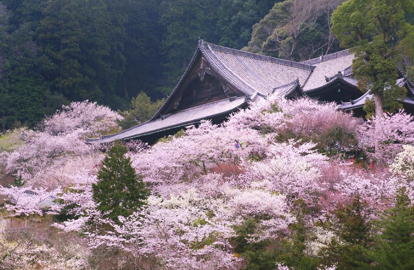 日语|古时候的苹果不叫苹果，而是一个很写意的名字，日语现在仍然保留