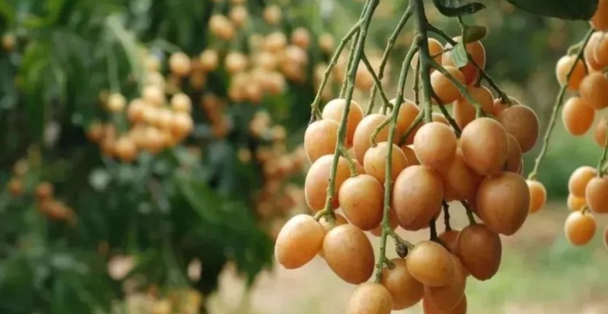 『水果』这种水果很多人都没吃过！老中医说：它全身都是宝！