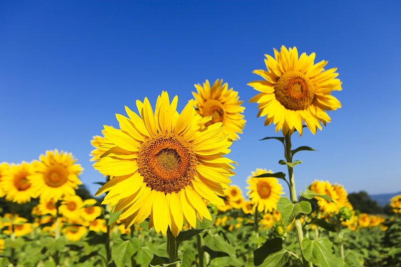 「生肖」5月初,情花绽放,旧情复燃,3生肖不再逃避,轰轰烈烈再爱一次