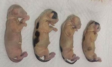 云在线中心|山西男子开水烫伤怀孕猫咪，腹中四只幼崽尽数死亡，已被开除