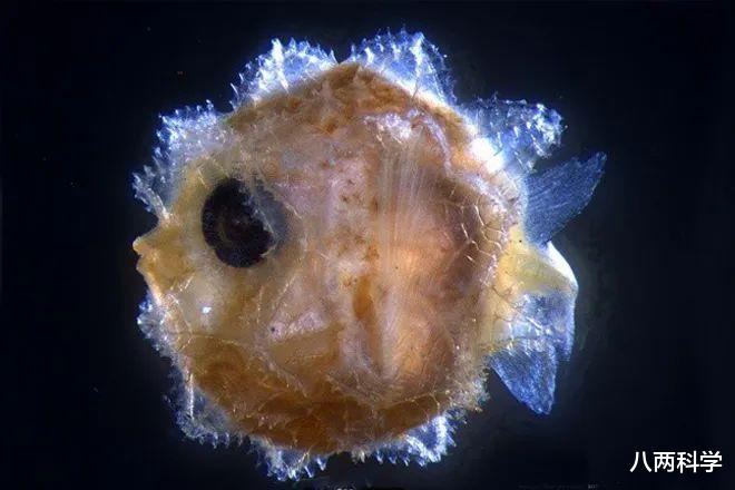 翻车鱼|科学家首次发现巨型翻车鱼幼鱼,但体型极小,只有2毫米长!