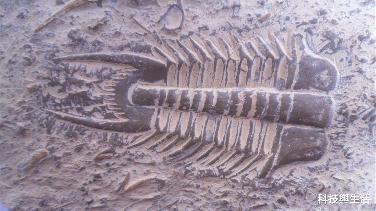 化石|数亿年前的化石上,出现不该存在的东西,人类或该提高警惕!
