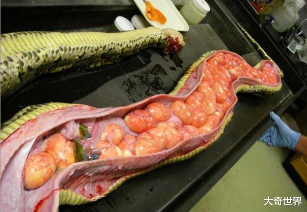 蟒蛇|巨型蛇类美国成灾，一次产卵83个，捕获一条可得3万