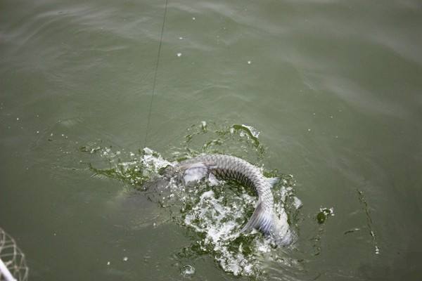 四海钓鱼|伏天青鱼就难钓？记牢这些细节，老钓友都甘拜下风，莫忽视