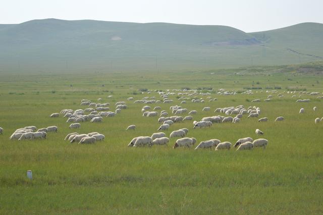 『原创』在草原上办一场特别的钢琴演奏盛会，把音乐献给天边的人