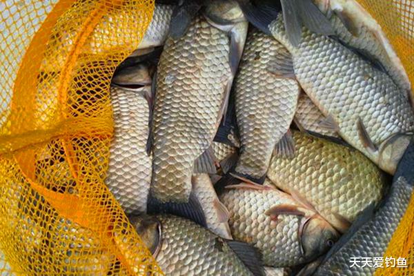 鲫鱼|民间野钓大鲫鱼绝招：解析蘸饵钓法，钓鱼人必学，正适合秋季使用