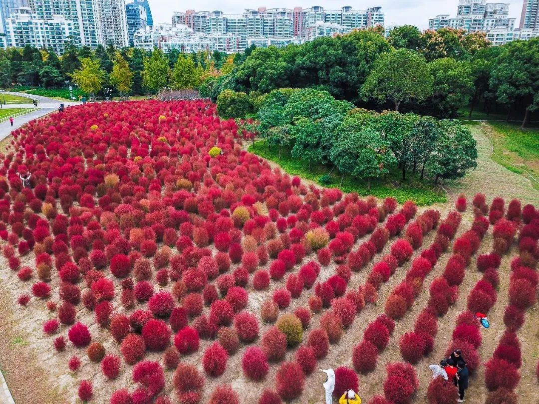 旅行|“粉黛”之后，“红叶地肤”上线，世纪公园20000㎡花海等你来