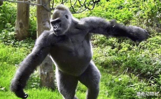 ▲为什么吃肉的人类，还没有吃素的大猩猩强壮？