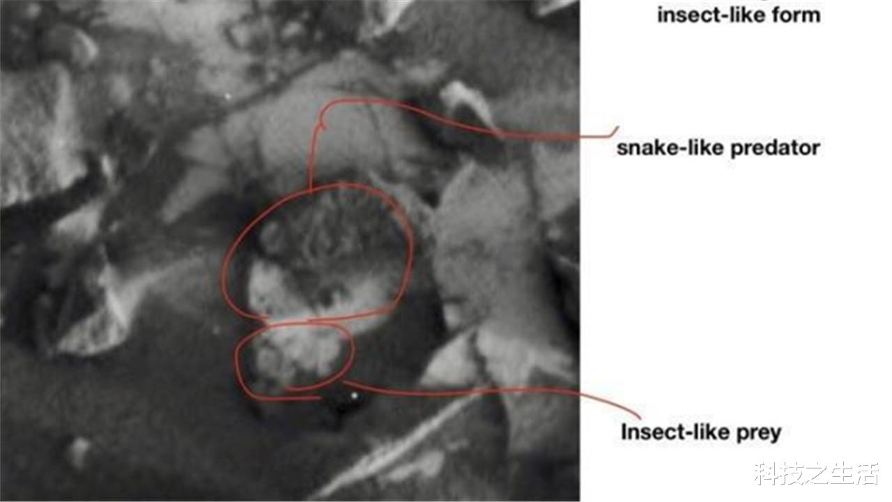 火星|好奇号的新发现：火星表面出现一颗“弹珠”，轮廓清晰可见！