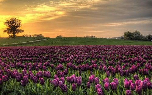 旧爱|在9月上旬，爱神降临，与旧爱死灰复燃，修成正果的四大星座！