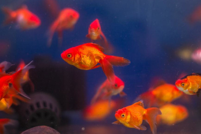 #生肖#未来四个月能够摆脱霉运纠缠，鸿运傍身财气旺，人生更美好的生肖！