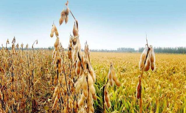 阿根廷▲80%大豆出口中国后，阿根廷欲对我国产品收费，中国已转向巴西