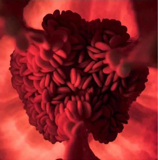 蜘蛛|涨姿势了，26张图告诉你世界又多奇妙！