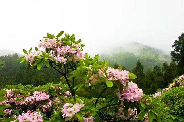 『莽山』幽香扑鼻的的一道风景，最美好的四月天，拍照的好地方
