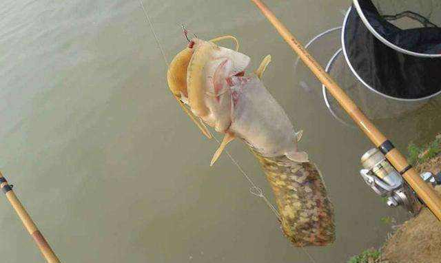 【金星合月】辟谣：鲶鱼是“垃圾鱼”肮脏不能吃？其实脏的不是鱼！