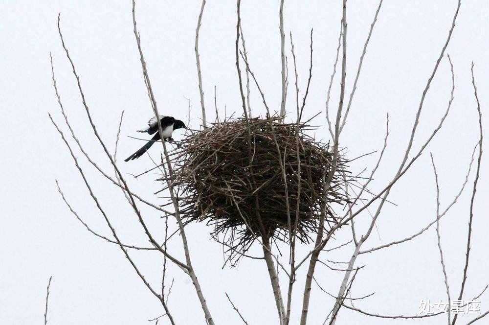 「生肖」3生肖6月24号必有“一喜”,财字当头,时来运转,都是天意!