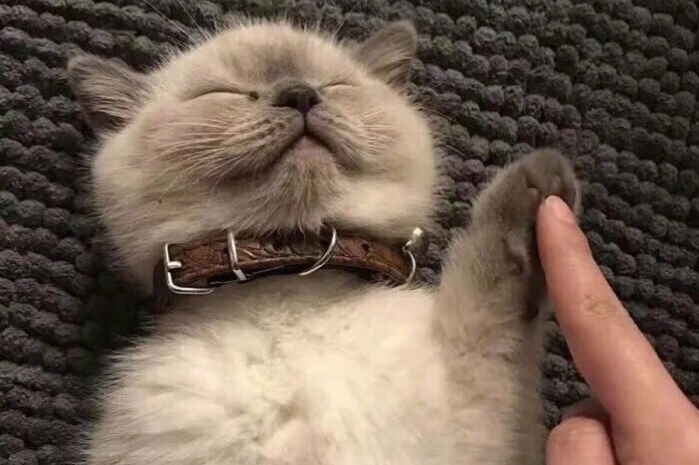 家里猫咪睡觉抽搐翻白眼是什么情况？