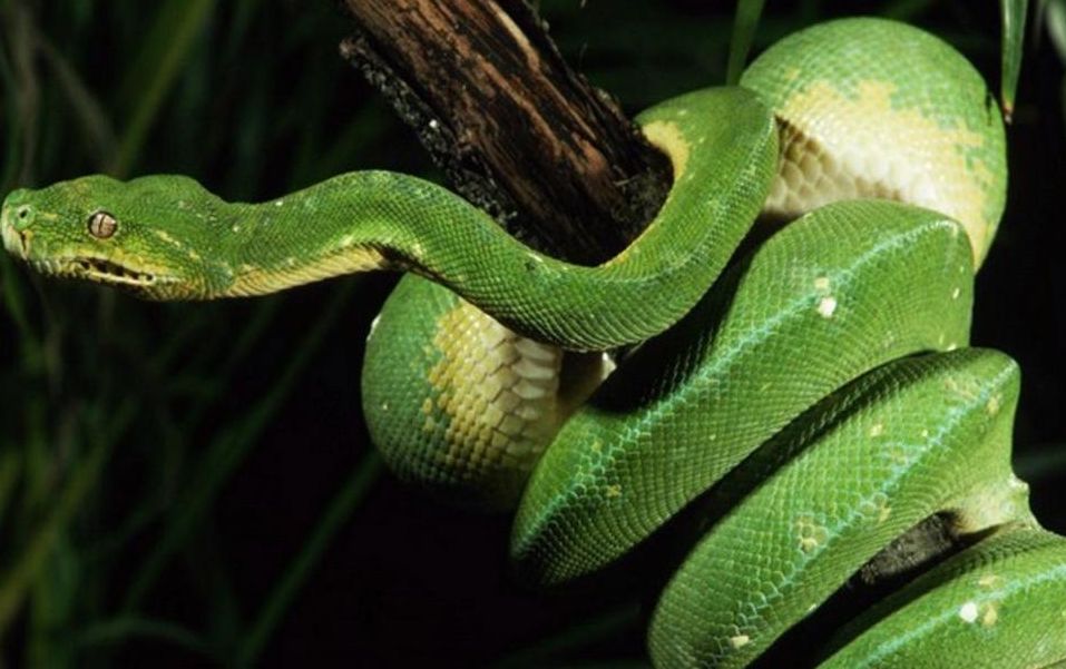 [运势]生肖蛇，十年等一回的大喜事来了，接到大喜富贵十年！