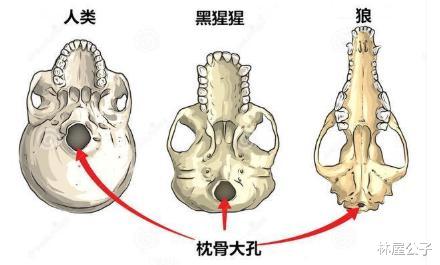 |“为何人类没能进化出可攻击性的器官？”其实是有的。