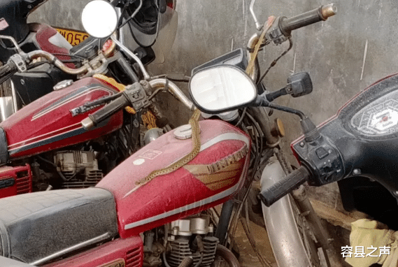 容县之声|广西一小区惊现蛇，还爬到车上，女子取车被吓到！