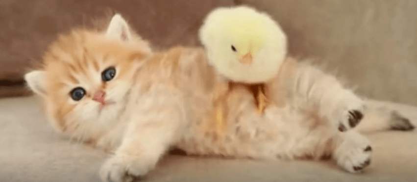 基因|你的基因能否熬过这场进化寒冬?