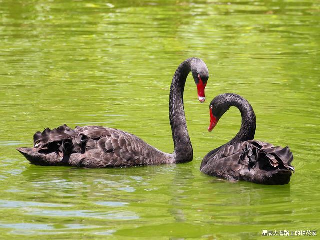 黑猩猩|“一夫一妻”的动物,如果一方死了,它们能经受住交配的诱惑吗?