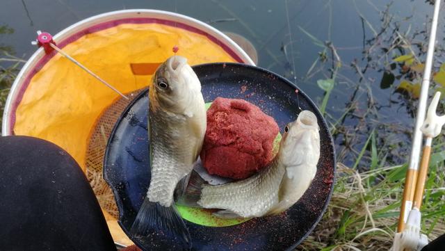：夏钓鲫鱼，这样开制搓饵与拉饵，诱钓结合轻松避小鱼，渔获多多！