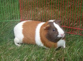 荷兰兔：小耳朵小短腿，兔子里的颜值担当