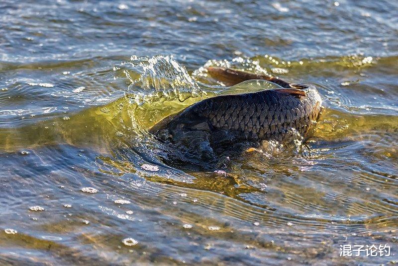 【水库】花一天时间专门跑到水库钓大鱼，怎样做才能钓得又快、又多？