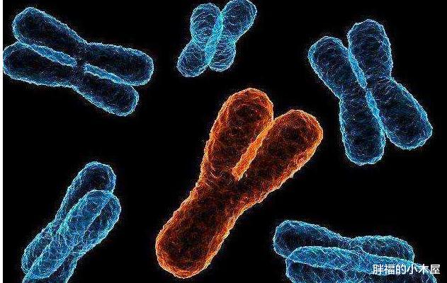 『染色体』人类性别不止男和女,还存在拥有两套生殖器官的双性人