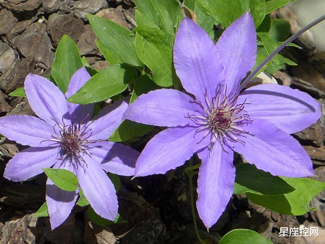 |哪些月份出生的人，品德出众，人缘好，在职场中混得风生水起！