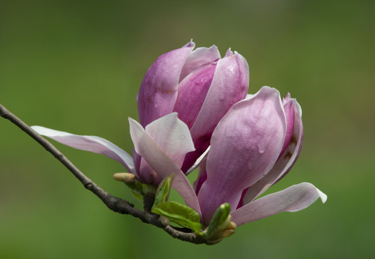 大富大贵|明天开始,4属相喜气冲天,财运极佳,福气旺,生活大富大贵