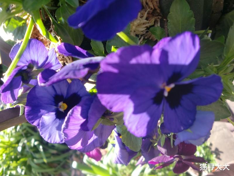 「生肖」两周后，前任发誓，如约而至，4大生肖姻缘逆袭，旧情再燃