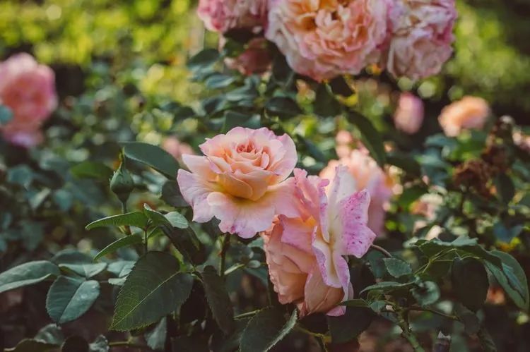 生肖|9月下旬，缘分与桃花变得充实，千里姻缘一线牵的四大生肖！