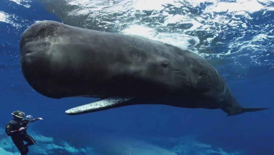 『鲸鱼』几百吨重的鲸鱼，若不小心睡着会沉到海底吗？它们竟然是站着睡的
