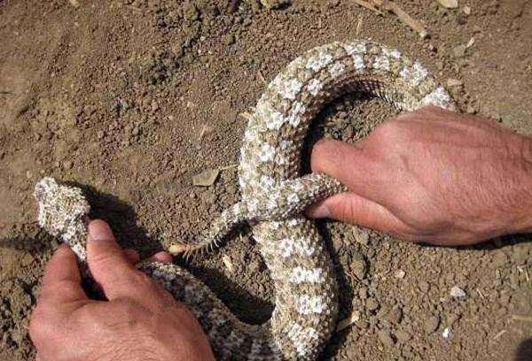 蜘蛛|十分恐怖的生物，蛇身蜘蛛尾，蜘蛛与蛇的完美结合，恐怖系数翻倍