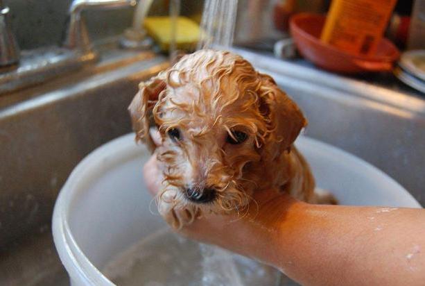 泰迪犬|照着这六个步骤走,自己也能帮“泰迪”美容,不花冤枉钱