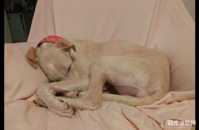 瘦成皮包骨的狗被遗弃在路边，车主想挖坑埋了，才发现它还有呼吸