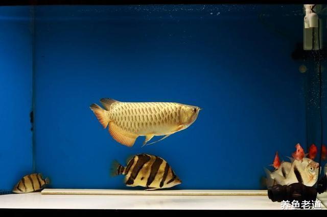 观赏鱼无时无刻不在用肢体语言告诉我们它病了，可惜我们没有看到
