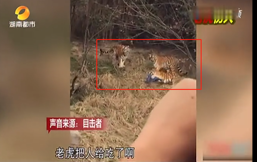 黄河|上海动物园熊群将人活活咬死，现场视频曝光：谁的错？