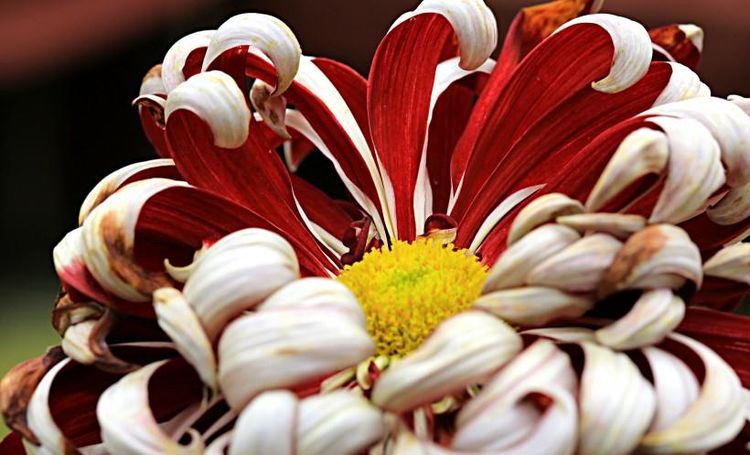 狮子|9月中旬，昔日的深情依依，转身归来，真爱重逢的4大星座