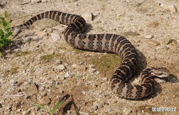 『毒蛇』为什么杀死毒蛇后一定要埋掉蛇头？原来并非迷信，而是有科学依据的