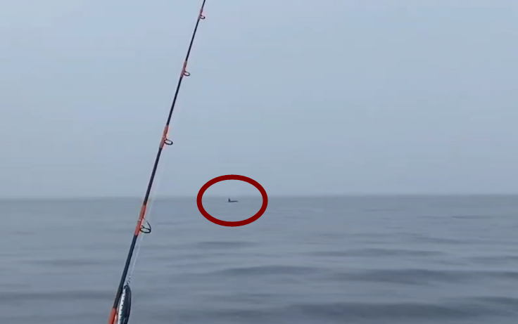 沈阳晚报|罕见！辽宁海域惊现成群大型海兽！