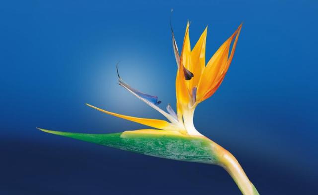 生肖|8月，财比山高，运比火旺，4生肖贵人来帮，熬过苦日子，迎接好运