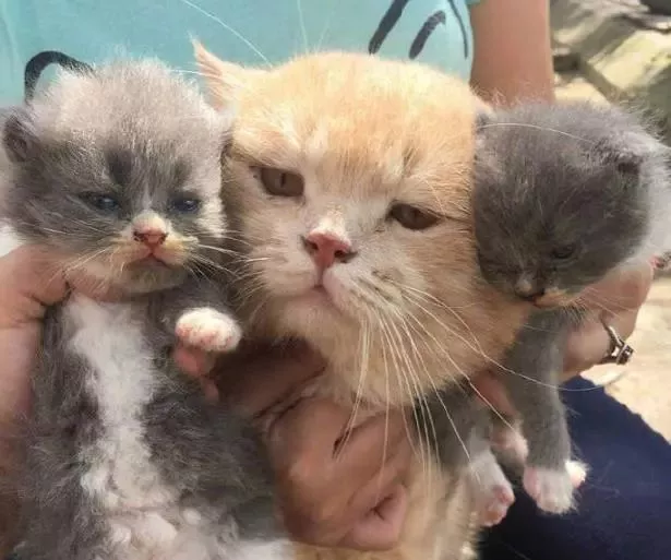 邻居带小奶猫上门认亲，大橘一脸生无可恋，大橘：你听我解释啊！