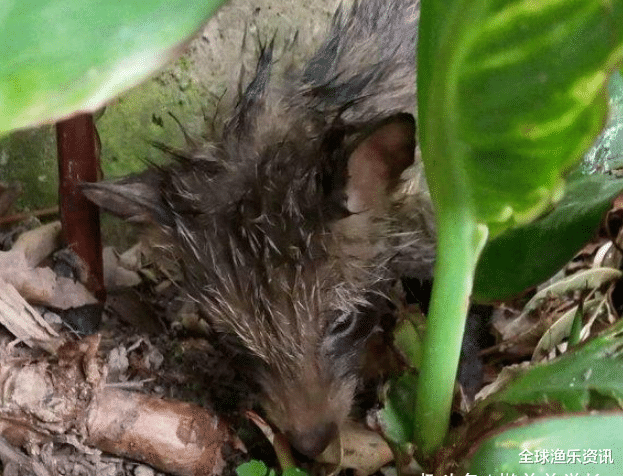 ##狼还是野猫？男子山中独钓，身后钻出一只饥饿野物，结局暖心