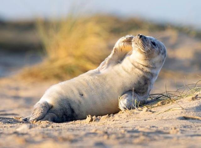 萌化众人！小海豹晒太阳被偷拍，不惧镜头大方摆出各种pose