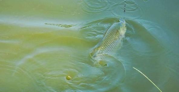 【】别以为切线就是中大鱼了，搞不明白原因，拉白条一样切线