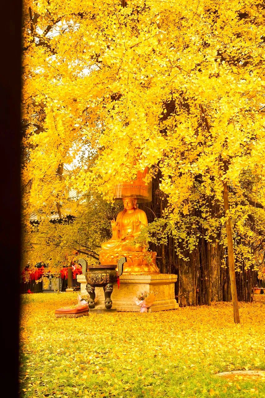 梯田|中国最美50个秋景,美得令全世界为之倾倒!去过20个就算达人